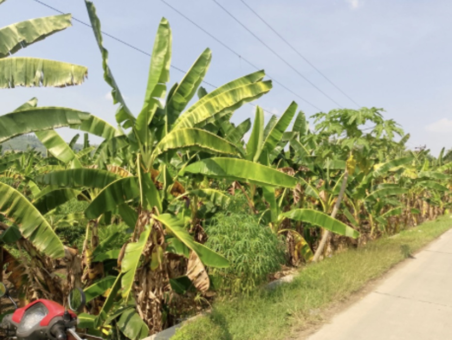 Sewa Tanah Tegalan Kecamatan Tembalang
